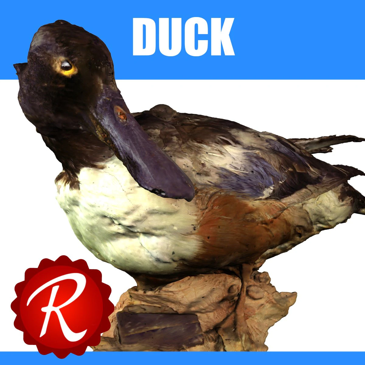 duck 3D Model .c4d .max .obj .3ds .fbx .stl .blend 