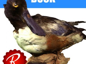 duck Modelo 3D