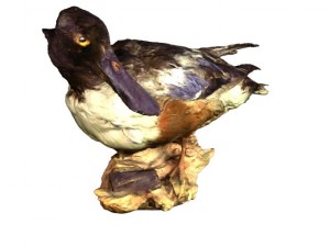 duck 3Dモデル