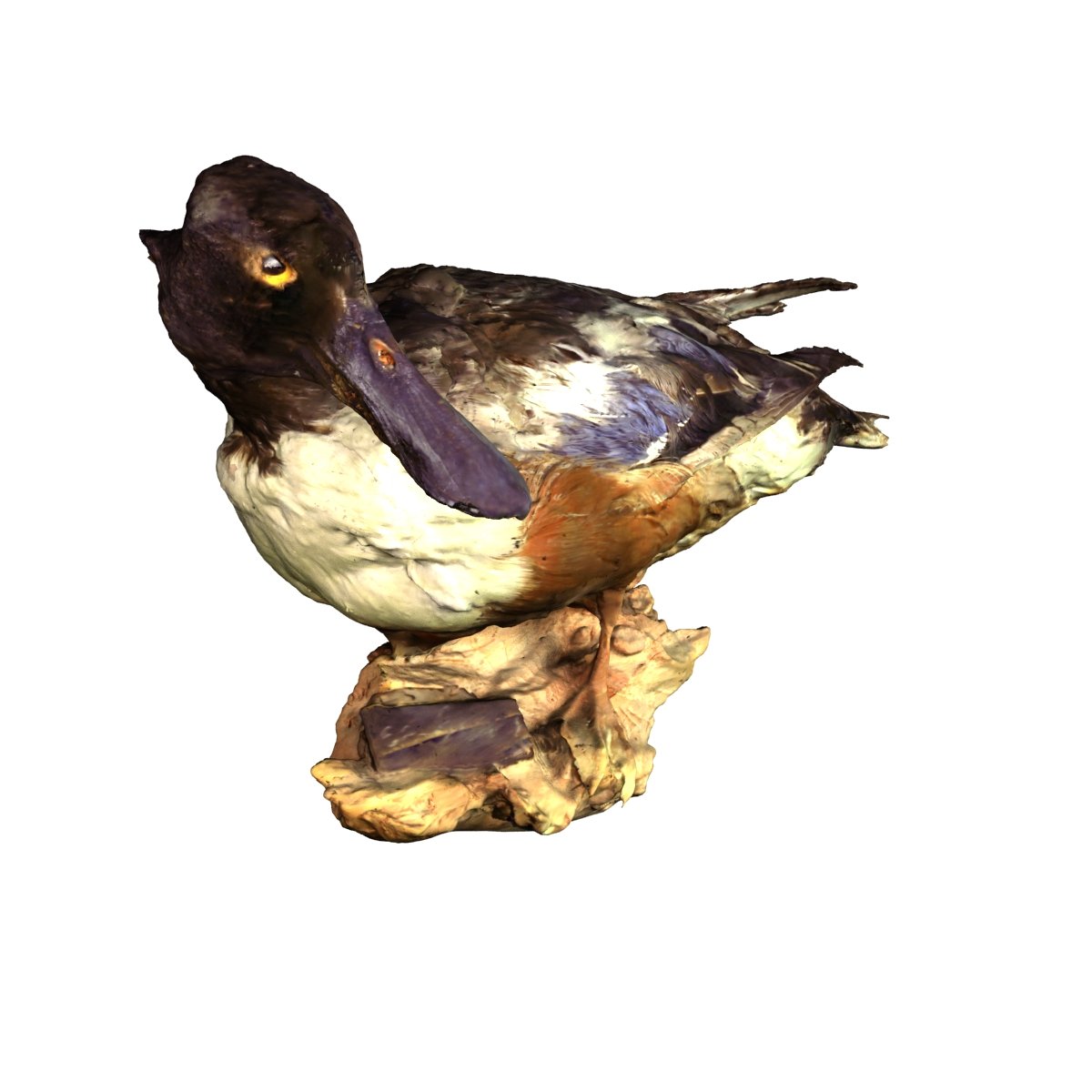 3d модель утки. Sitting Ducks 3d models.