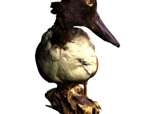 duck 3Dモデル
