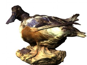 duck 3Dモデル
