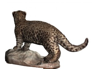 chinese panther 3D-Modell