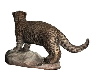 chinese panther 3D Model