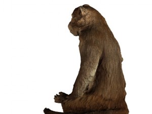 monkey 3Dモデル