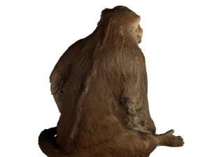monkey 3Dモデル
