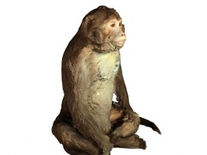 monkey 3Dモデル