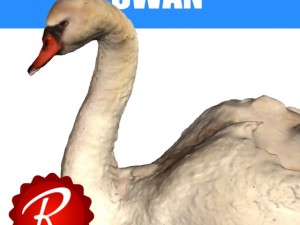 swan 3D Model