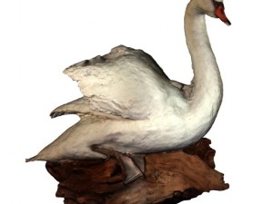 swan 3D Model
