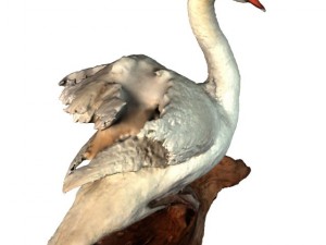 swan 3D Model