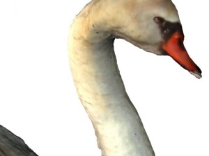 swan 3D Model