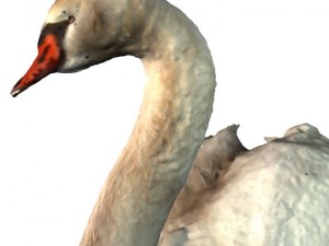 swan 3D Model