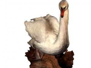 swan 3D Model