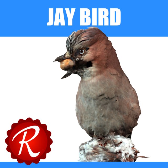 jay bird 3D Model .c4d .max .obj .3ds .fbx .stl .blend 