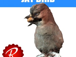 jay bird Modelo 3D