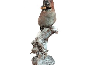 ghiandaia Modello 3D