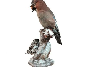 ghiandaia Modello 3D