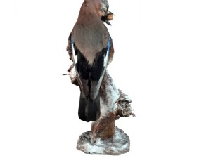jay bird 3D Model