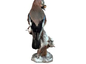 ghiandaia Modello 3D