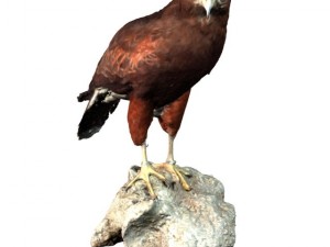 falcon 3Dモデル