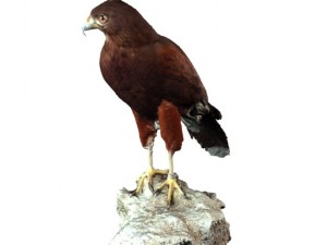 falcon 3Dモデル