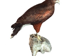 falcon 3Dモデル