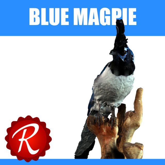 blue magpie Modèle 3D .c4d .max .obj .3ds .fbx .stl .blend 