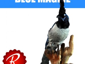 blue magpie 3D Model