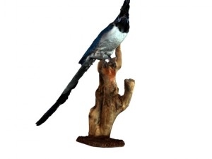 blue magpie Modèle 3D
