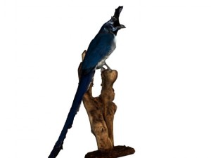 blue magpie Modèle 3D