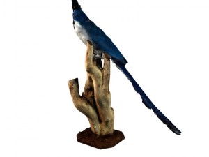 blue magpie Modèle 3D