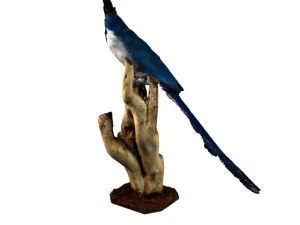 blue magpie 3D Model