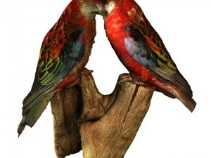 birds 3D Model