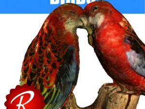 birds 3D Model