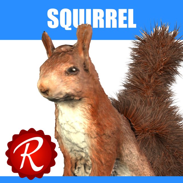squirrel Modèle 3D .c4d .max .obj .3ds .fbx .stl .blend 