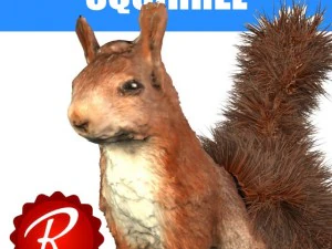 squirrel 3D Model