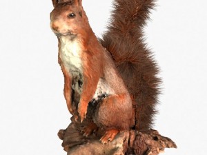 squirrel Modèle 3D
