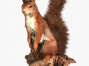 squirrel 3D Model