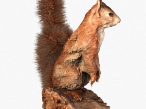 squirrel Modèle 3D