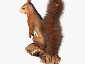 squirrel Modèle 3D