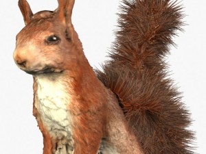 squirrel Modèle 3D