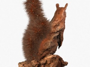 squirrel Modèle 3D