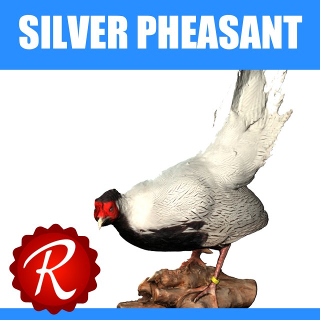 silver pheasants 3D 模型 .c4d .max .obj .3ds .fbx .stl .blend 