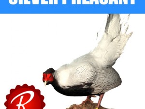 silver pheasants Modelo 3D