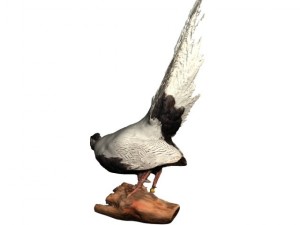 silver pheasants 3D 模型