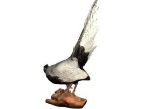 silver pheasants 3D Model