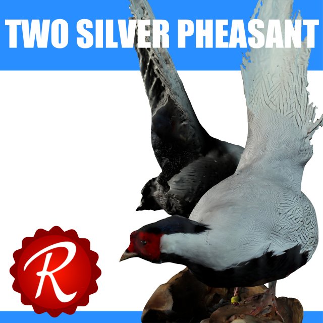 two silver pheasants 3D 모델 .c4d .max .obj .3ds .fbx .stl .blend