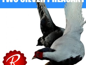 two silver pheasants Modelo 3D