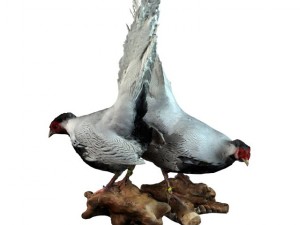 two silver pheasants 3D 모델