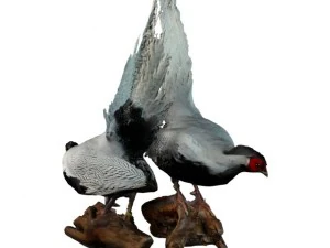 two silver pheasants 3D Model